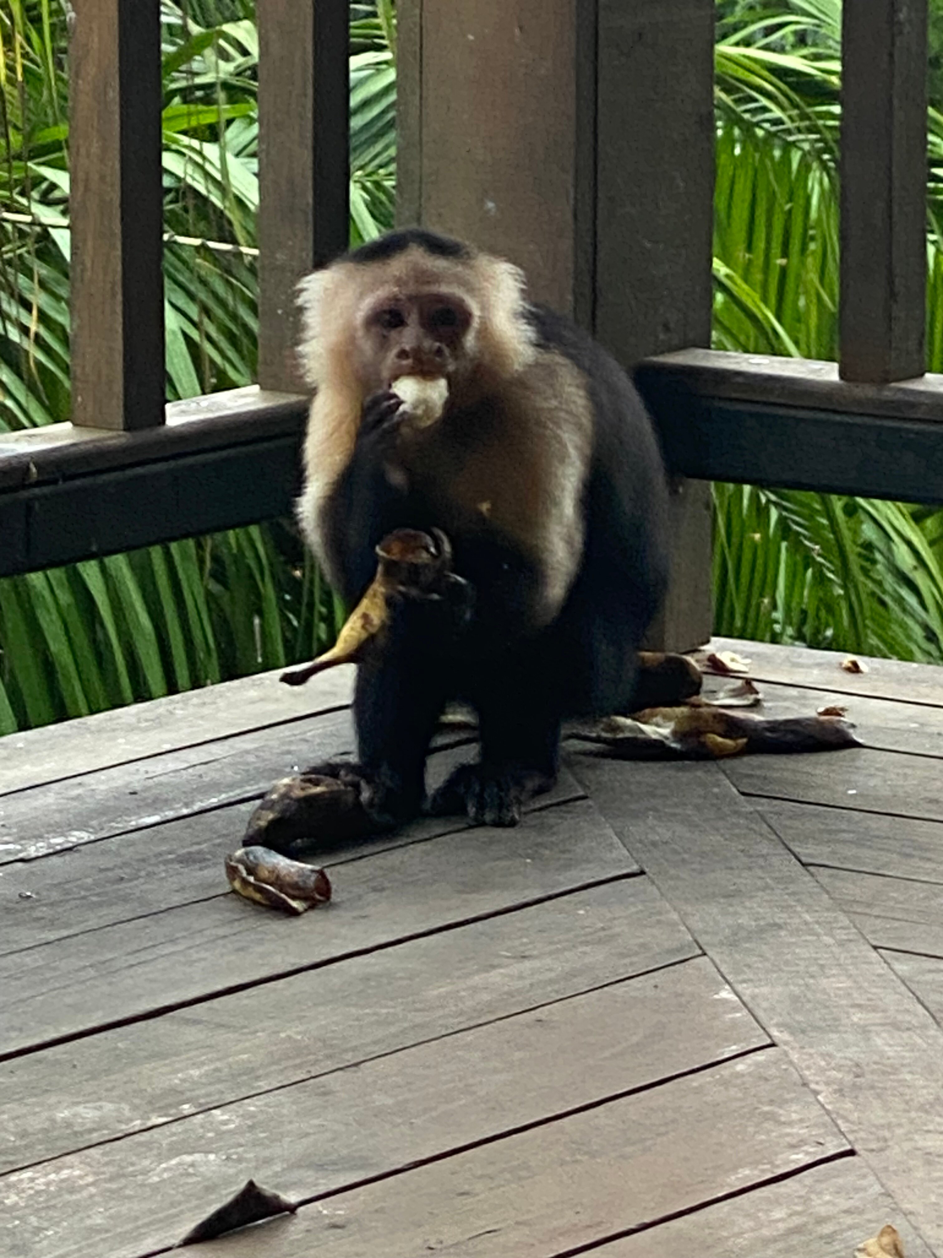 Tranquilo Bay Eco Adventure Lodge-浴室