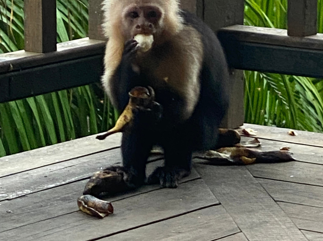 Tranquilo Bay Eco Adventure Lodge主图