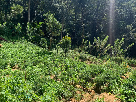 Ella Tours With Gayan Sri Lanka-Hanguranketa必去景点