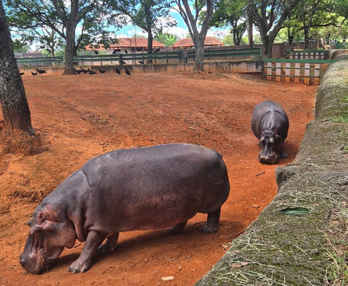 Jardim Zoológico De Brasília-巴西利亚必去景点