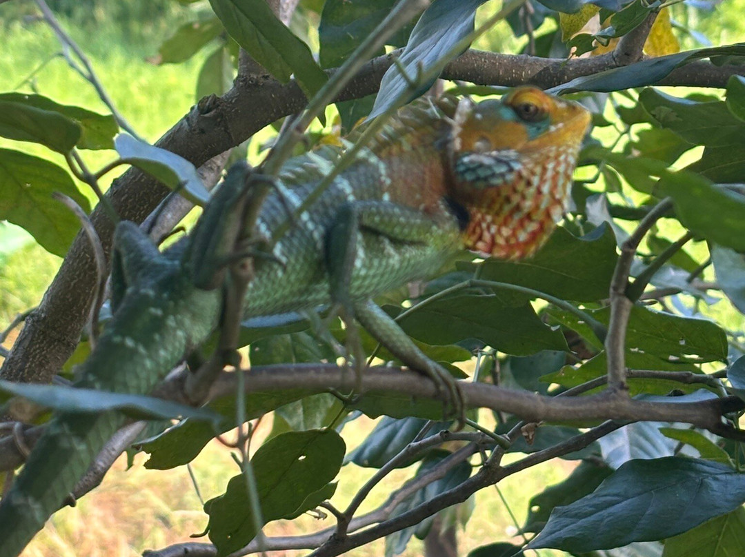Sri Lanka Brothers Tour-尼甘布必去景点