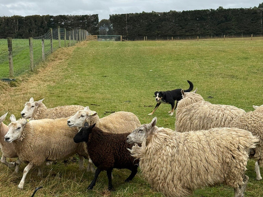 Woodstone Farm, Te Anau, New Zealand-蒂阿瑙必去景点