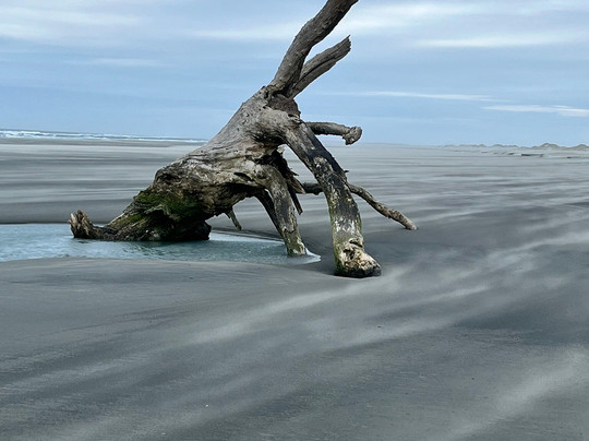 Farewell Spit Eco Tours-Collingwood必去景点