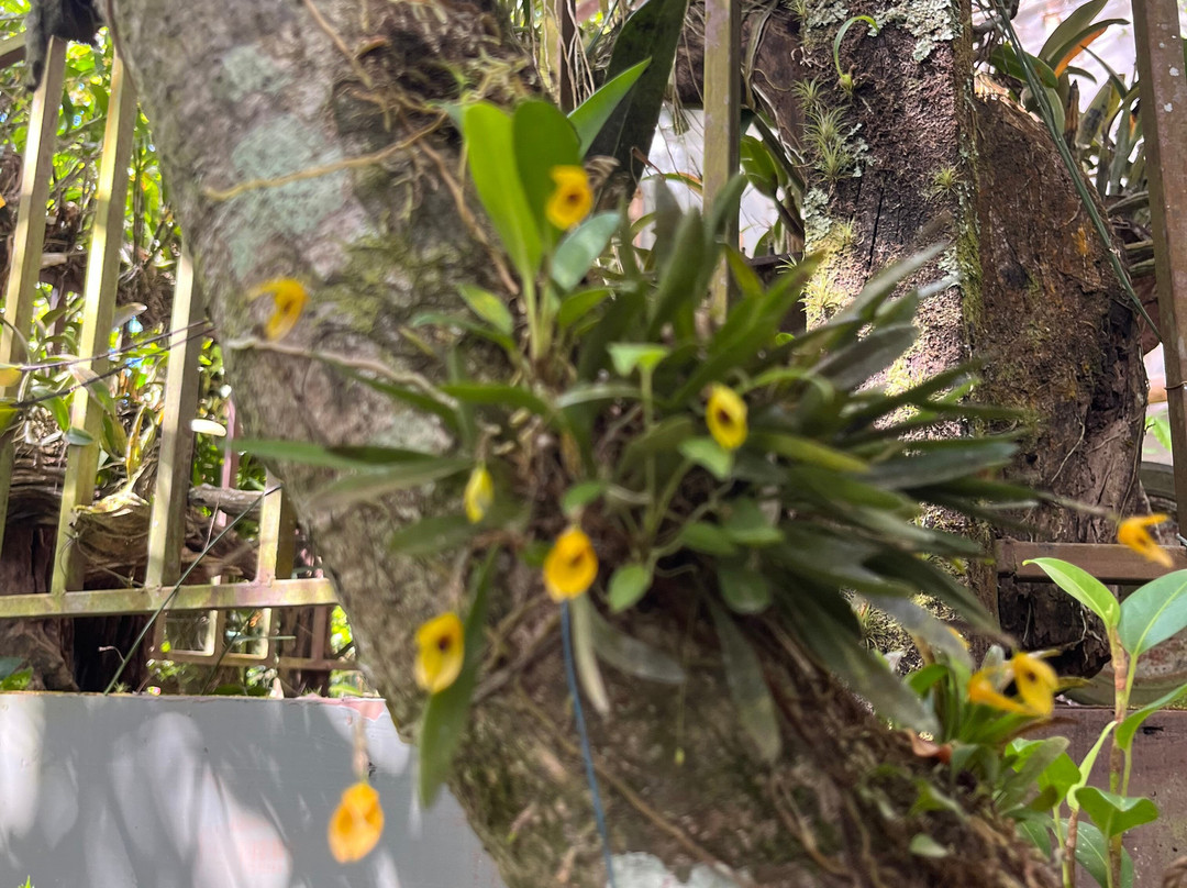 Monteverde Orchid Garden-圣埃伦娜必去景点