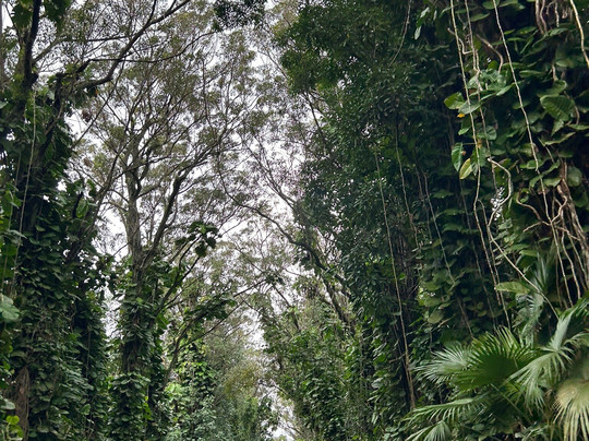 Tree Tunnel-可洛亚必去景点