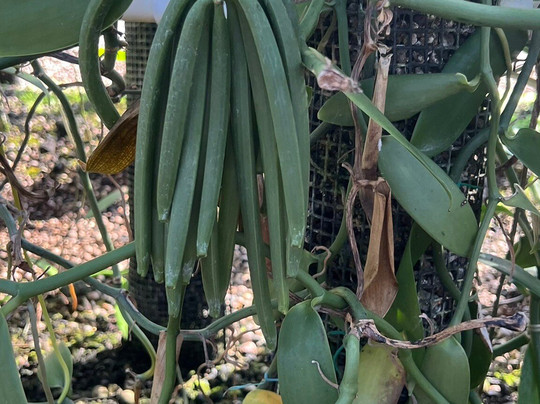 The Vanillerie-凯鲁瓦-柯纳必去景点