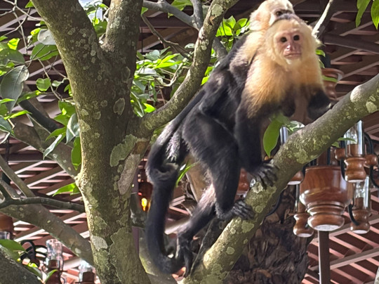 Best of Costa Rica DMC-圣何塞必去景点