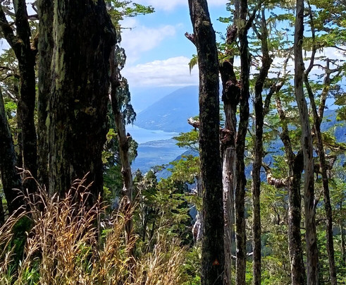 Parque Llenquimau-Puelo必去景点