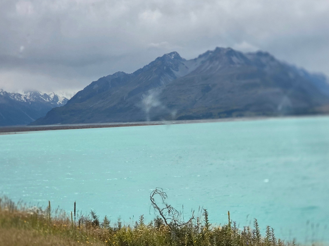 Stray-奥克兰中心地区必去景点