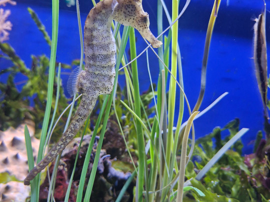 Sea Life Scarborough-斯卡伯勒必去景点