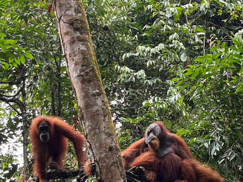 Bukit Lawang Tour Trekking-Bohorok必去景点