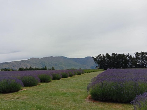 瓦纳卡薰衣草农场-瓦纳卡必去景点