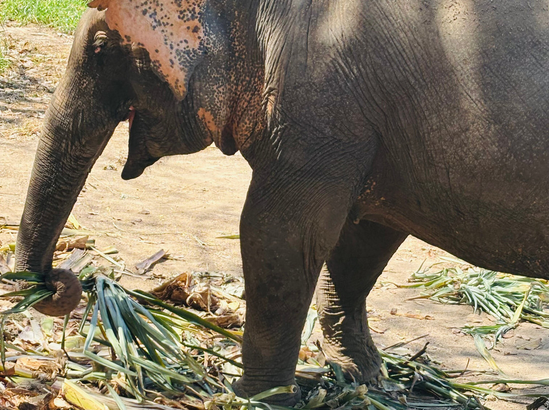 Phuket Elephant Nature Reserve-他朗必去景点