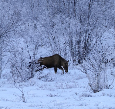 Abisko Adventure-阿比斯库必去景点