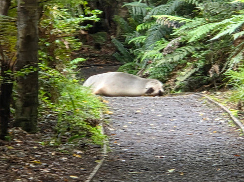Ulva Island-斯图尔特岛必去景点