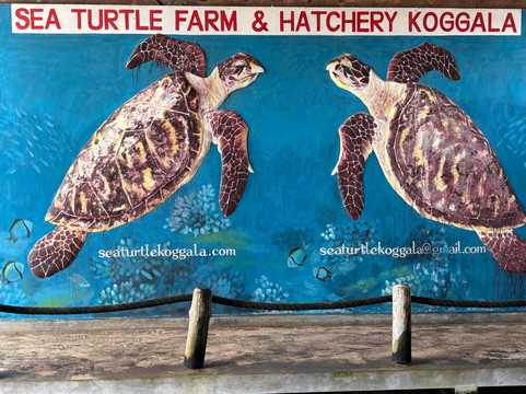 Sea Turtle Conservation Project (Koggala)-克拉必去景点