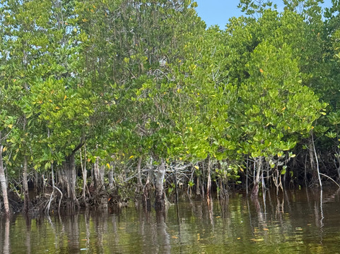 Bwejuu Mangrove Tunnels Kayak-必韦久必去景点