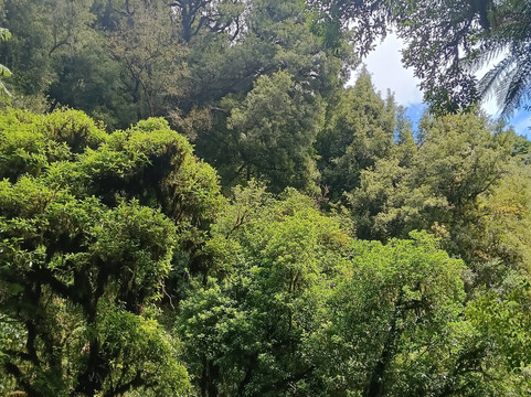 Real  Native  -  Walking Retreat-Te Awamutu必去景点