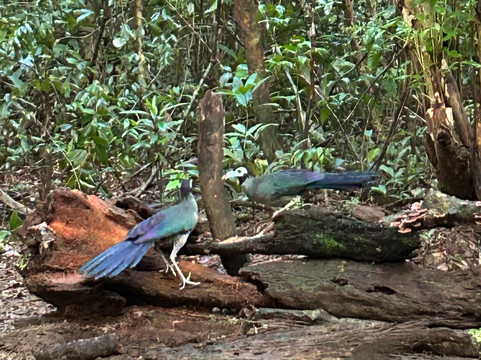 Borneo Eco Tours-亚庇必去景点