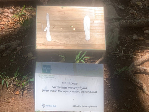 Sir Seewoosagur Ramgoolam Botanical Garden-庞波慕斯必去景点