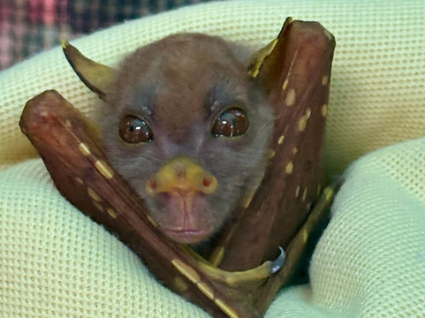 The Bat Hospital Visitor Centre- 阿瑟顿必去景点
