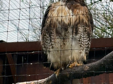 World of Owls-Randalstown必去景点