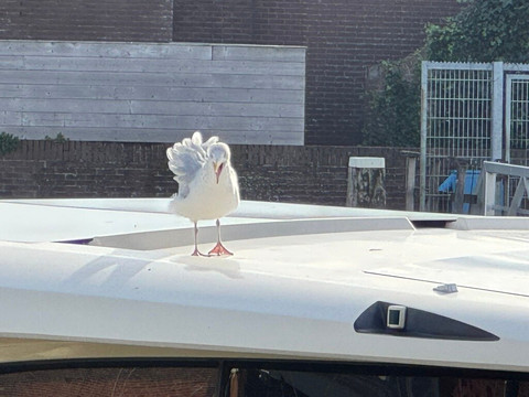 The Boulevard van Vlissingen-Vlissingen必去景点