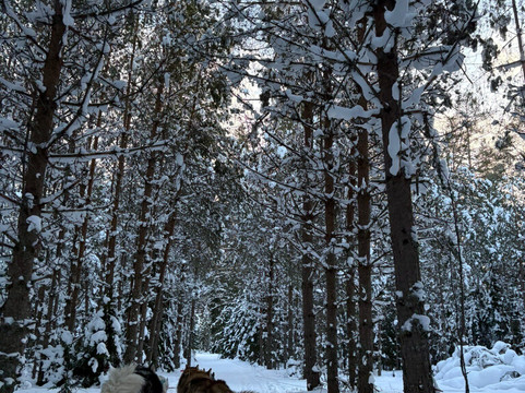 Small Lapland-Pillapalu必去景点