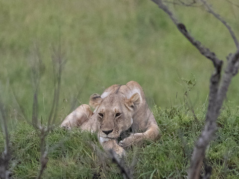 Tazama Africa Holidays-内罗毕必去景点
