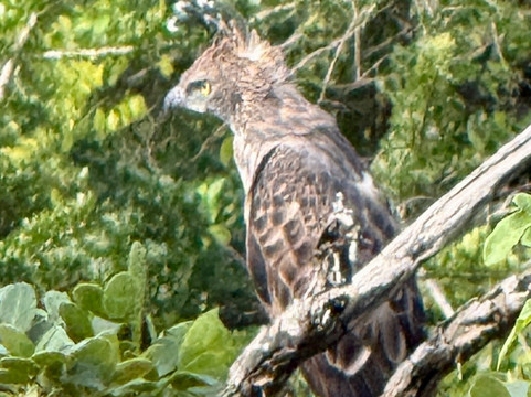 The Boundary Yala主图