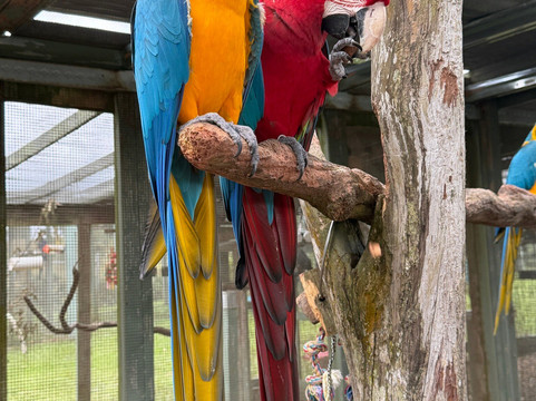 Parrots in Paradise Sanctuary-基亚拉凯库亚必去景点