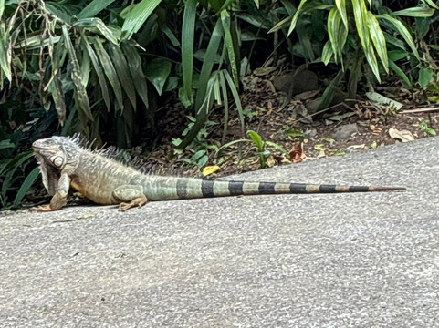 Rescate Wildlife Rescue Center-阿拉辉拉必去景点