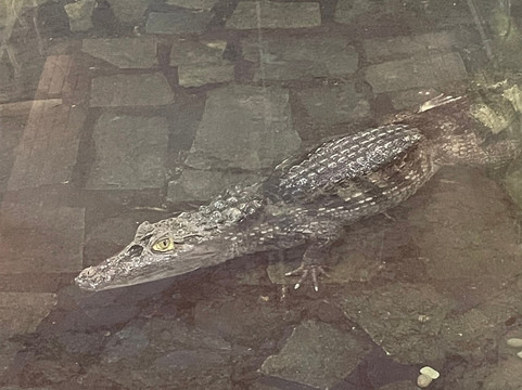 Zoo Ramnicu Valcea-勒姆尼库沃尔恰必去景点