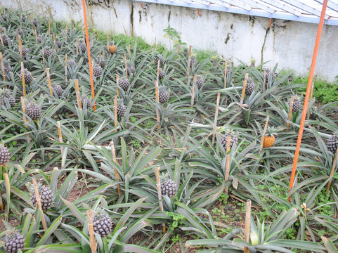 Plantação de Ananás dos Açores-蓬塔德尔加达必去景点