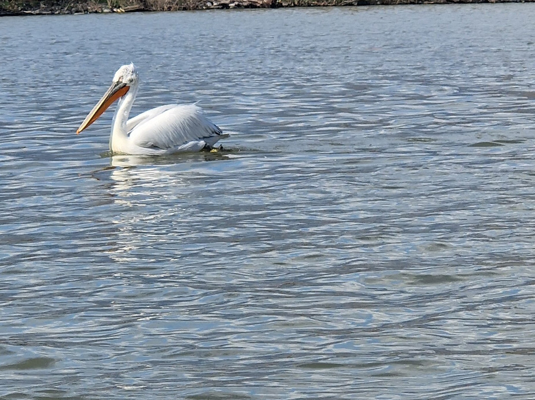 Kerkini Lake-Kerkini必去景点