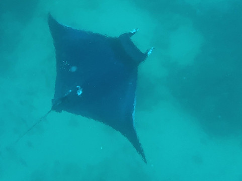 Scuba Iguana-阿约拉港必去景点