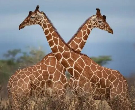 Taffies Safaris-坎帕拉必去景点