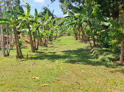 Coquira Soil Project-Chepo必去景点