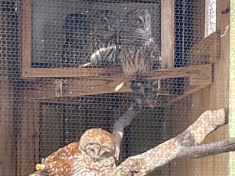 Save Our Seabirds-萨拉索塔必去景点