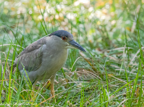 螺旋沼泽鸟兽禁猎区-那不勒斯必去景点