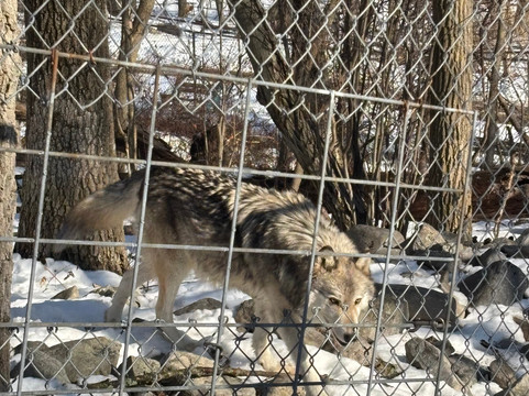 Lakota Wolf Preserve-Columbia必去景点