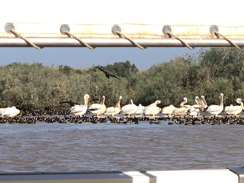 朱吉鸟类保护区-圣路易必去景点