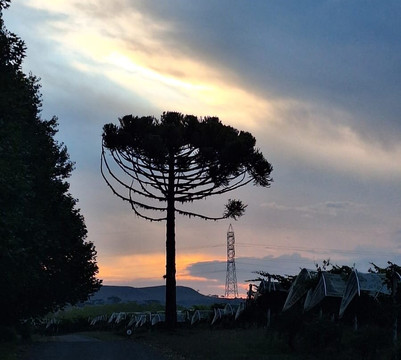 Villa Francioni-Sao Joaquim必去景点