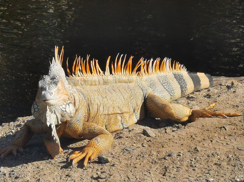 Zauber der Karibik-Marigot必去景点