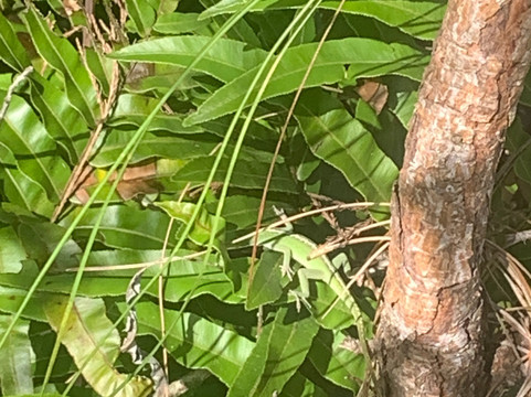 Grassy Waters Nature Preserve-西棕榈滩必去景点