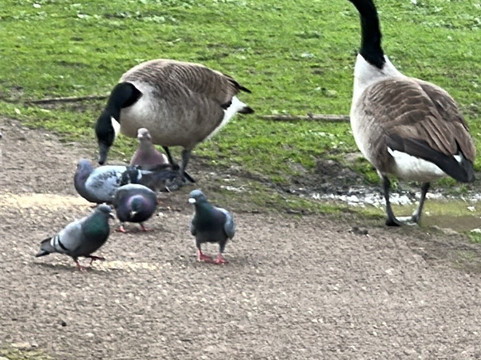 旅屋酒店-伦敦奇格威尔主图