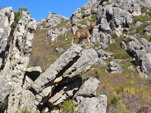 Cape Canopy Tour-Elgin必去景点