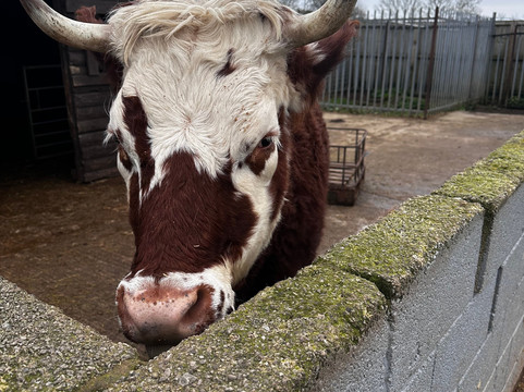 Willow Tree Family Farm-Shirebrook必去景点