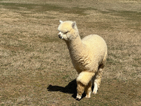 Winchester Creek Farm-韦恩斯维尔必去景点