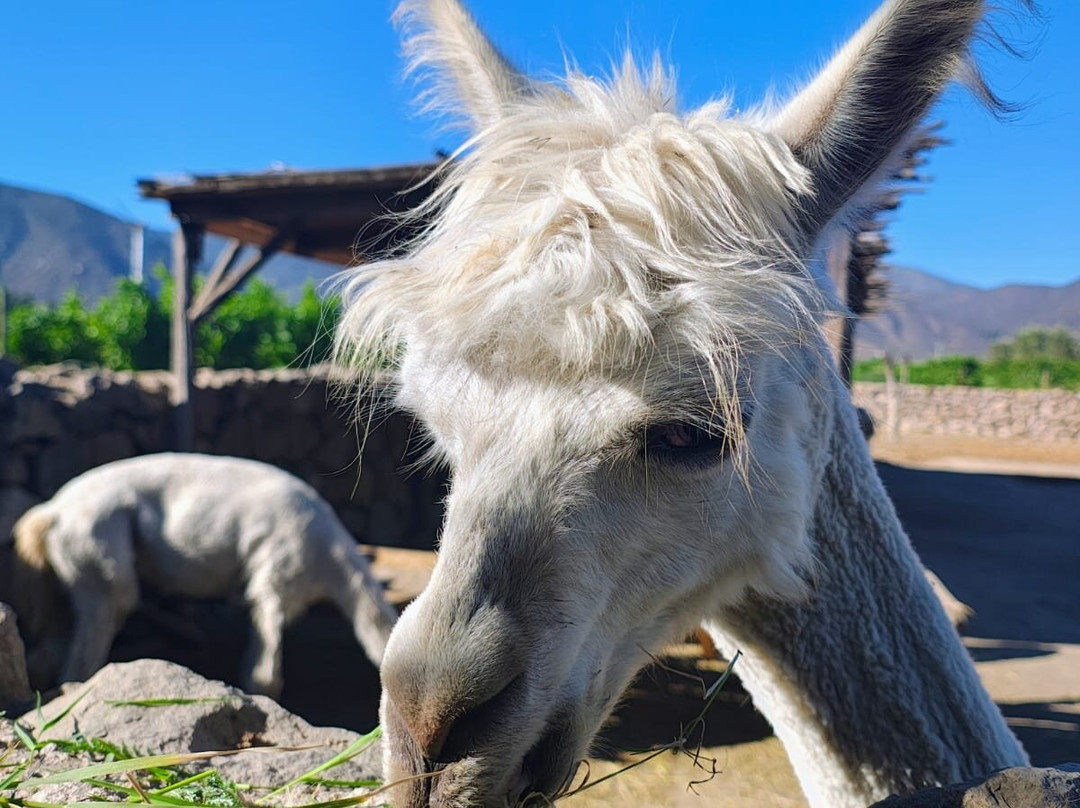 Emiliana Organic Vineyards-卡萨布兰卡必去景点
